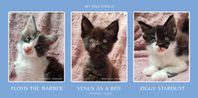 Maine Coon-kattungar, hanar med stamtavla, levklara sept