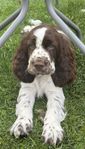  Engelsk Springer Spanielvalp!