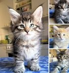 Renrasiga Norska skogkattungar