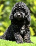 Familjekär OTROLIGT trevlig & fin Cavapoo (blackandtan)