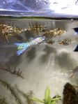 Galaxy Guppy!