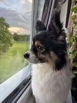 papillon blandras