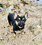Fransk bulldog tik 2 år 