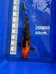 Koi 