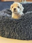 Maltipoo valpar
