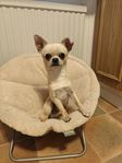 SKK Reg. Chihuahua hane