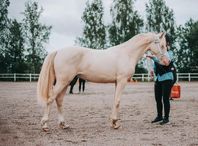 Welshcob sto med unik färg!