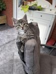 Två underbara och sociala kattungar 