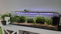 akvarium 