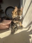 Sociala kattungar, mamman är 100% bengal med stamtavla