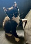 Kattungar, söta Nemo söker efter sin nya familj