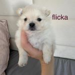 pomeranian