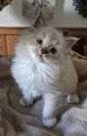 Bedårande Raggdoll kattungar 