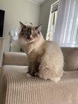 ragdoll kattunge 