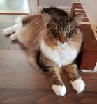 Norsk Skogkatt kastrerad hane 11 månader stamtavla Sverak