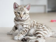 Ljuvlig bengalkattunge (hane), flyttklar