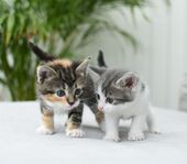 Kattungar
