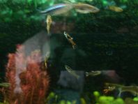 Endlers Guppy