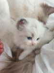Stambokförd Ragdoll flicka 