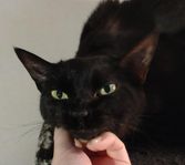 Isashani (Devon Rex Outcross) söker kompis