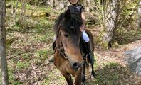 härlig B-ponny söker medryttare