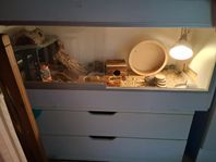Stort terrarium/hamsterbur 