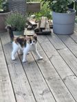 Kattungar