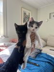 Kattungar 