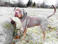 American Bully XL