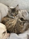 Maine coon tjej