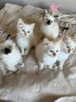 Ragdoll kattungar