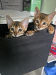 Bengal kattungar med stamtavla i SVERAK 