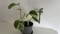 Monstera variegata