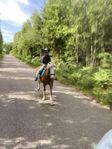 b-ponny söker halvfodervärd