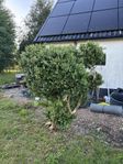 Vackert Buxboms träd 75 år säljes