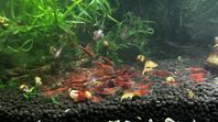 Körsbärsräkor neocaridina