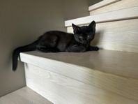 Supersöt kattunge söker kärleksfullt hem 