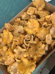 kantareller 
