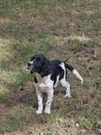 springer spaniel 