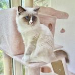 Ragdoll hona med Stamtavla