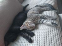 kattungar 