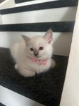 Ragdoll kattungar