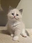 Ragdoll 10 veckor