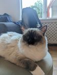 ragdoll