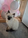 Ragdoll kattungar med Stamtavla i SVERAK