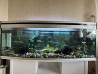 Stort akvarium 200L – komplett paket med fiskar & tillbeh