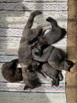 Kattungar bonnkatt
