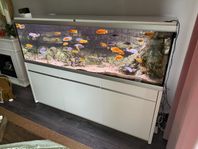 Akvarium 720 liter komplett med fisk och tillbehör