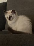 Ragdoll hona leveransklar 