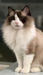 Ragdoll hona omplacering